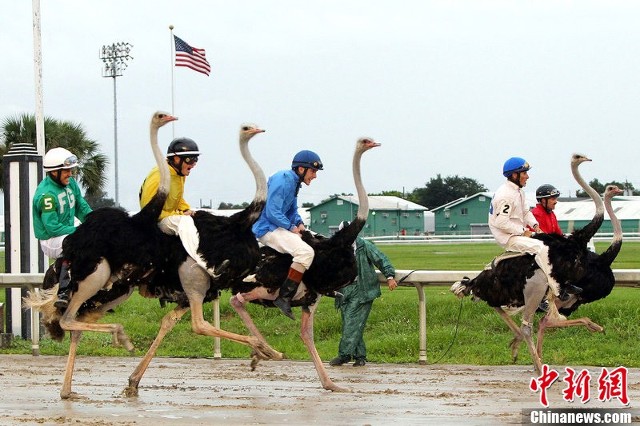 别开生面"赛鸟会" 选手骑鸵鸟飞奔险象环生(组图)