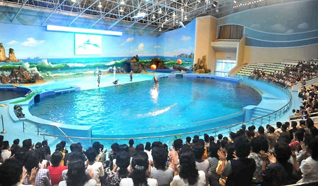 绫罗海豚馆里正在进行海豚表演《劳动新闻》图片