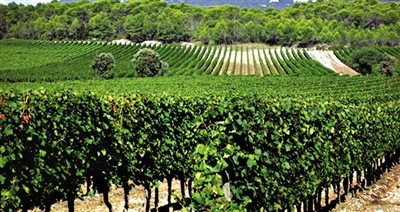 法国奥克葡萄酒产区就在法国南部,紧靠着地中海,因此阳光,气候和土壤