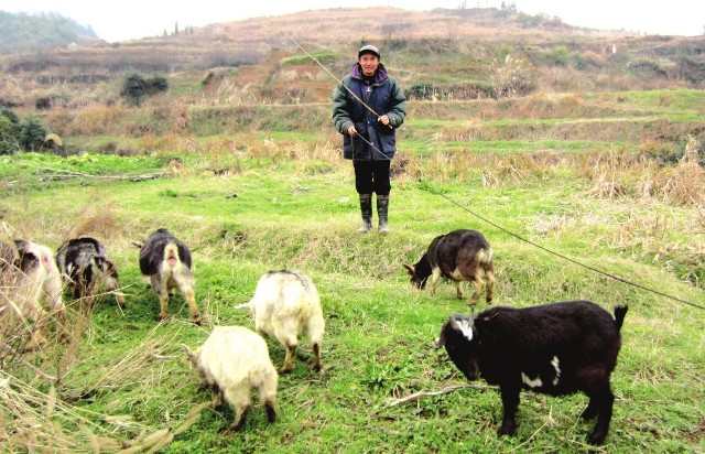 年初萌生了养羊致富的念头,于是邻居岳定成,岳巨阳,岳益等热心人主动
