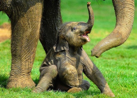 大象宝宝活泼好动的一面,即使它们将成长为陆地上最庞大的哺乳动物