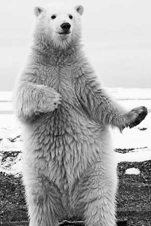 照片中,它直立起来,煞有介事地扭动着.