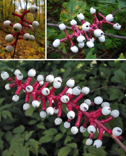 这种植物被称作"娃娃的眼睛",是因为它那一年结出一次的白色果实.