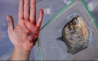 广西柳州食人鱼接连突袭2人 伤者手掌血肉模糊(图)
