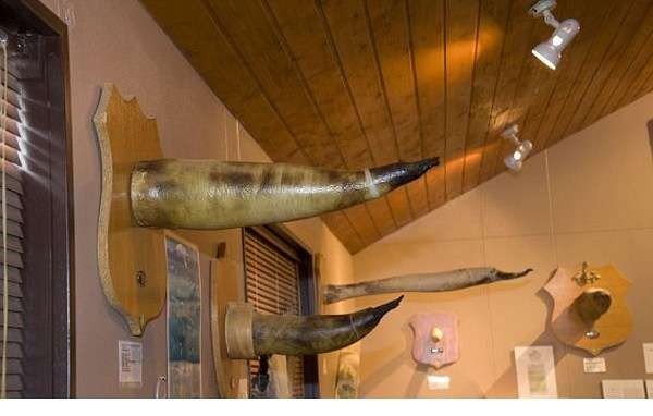 从事旅游业的冰岛男子艾瑞森多年前就承诺愿捐出命根子提供馆藏,他在