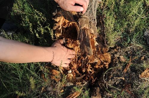 8月21日,在河北省张北县张化线一侧的杨树林,一棵已经枯死的杨树树根