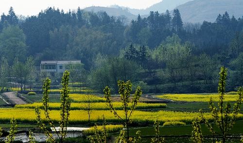春意盎然的棠树乡田野(4月7日摄).新华社记者 陶明 摄