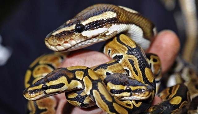 见识全球不可思议的爱蟒狂人(组图)