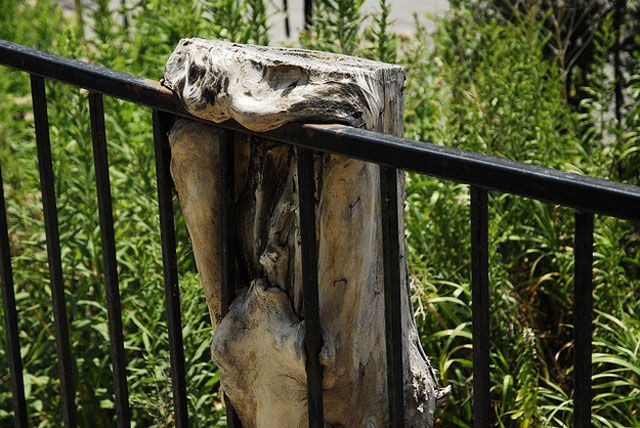 树在人们印象中一直是安静而无害的,但事实上,树木也会"咬人".