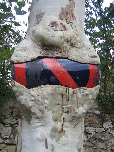 "大胃王"怪树无所不食