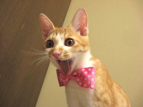 萌猫搞笑瞬间大盘点(组图)