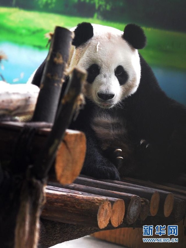 大熊猫"新月""竹韵"迎来落户苏州两周年(组图)