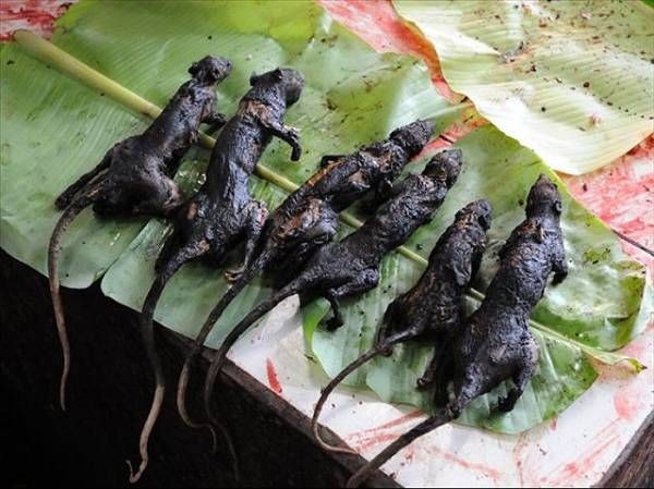 叢林巨蟒肉和各種野味 猴子 蝙蝠肉