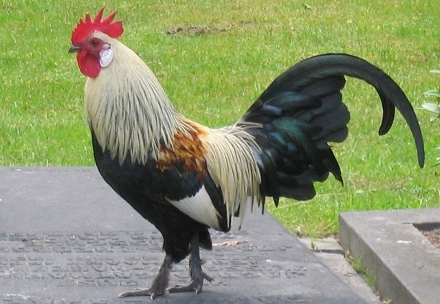 英国五星级母鸡旅馆开业 可提供遛鸡服务(组图)