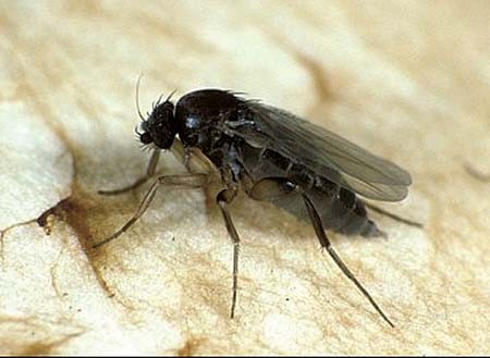 如细盐粒世界最小苍蝇(图)