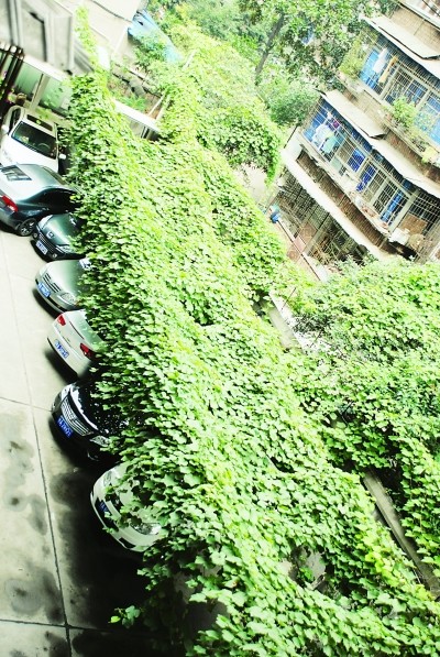 "葡萄停车场"可爱又遮阳(图)