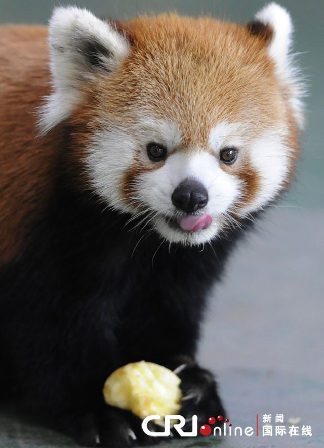 沈阳商贩网上发帖叫卖小熊猫 2万2一只(高清组图)