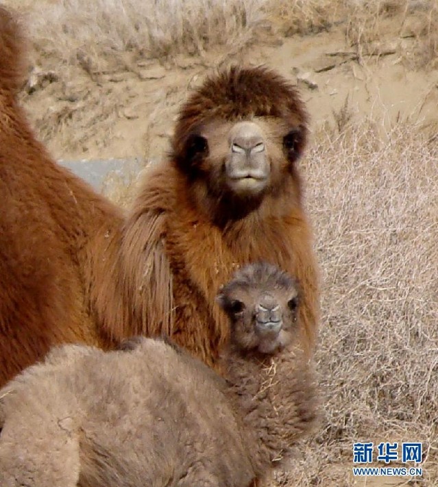 实拍可爱的野骆驼宝宝(组图)