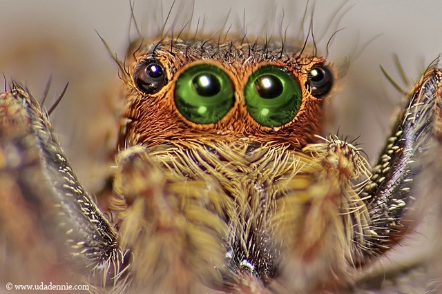 摄影:uda dennie 摄影:kerodragons 摄影:max waugh 摄影:auster