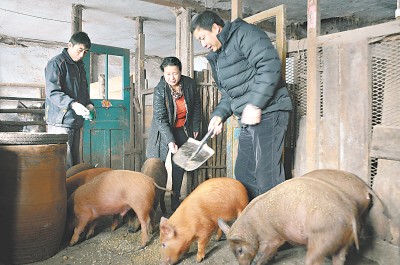 野猪见人就往身上拱,就这样大小的野猪崽子,售价都超过1000元.