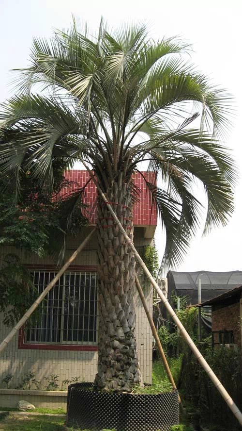 布迪椰子(冻子椰子)