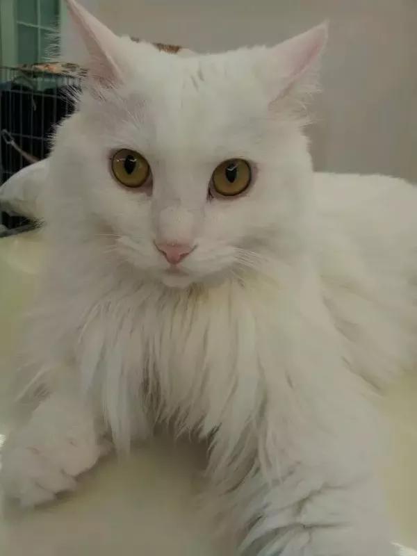 对话神奇的"动物传心师" 他们能听懂动物的喜怒哀