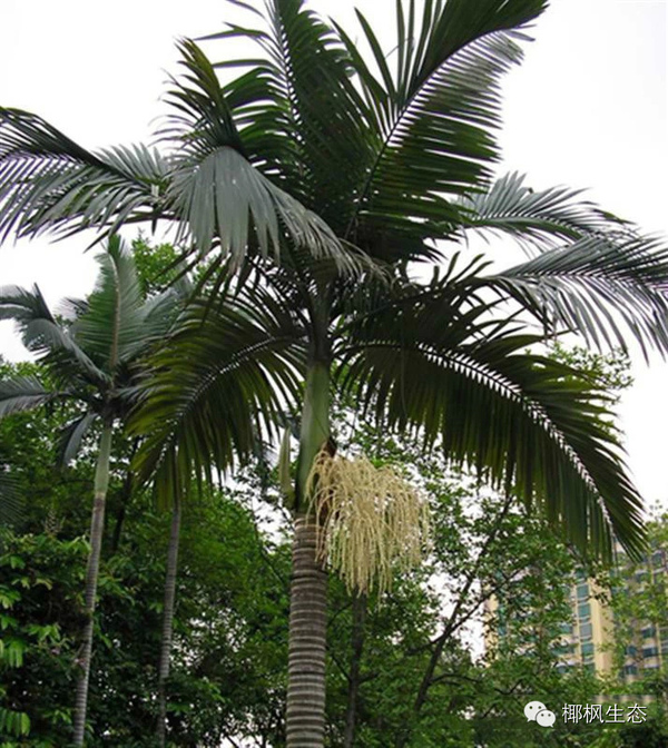 今天跟大家一起认识一下棕榈科最常见的种类.