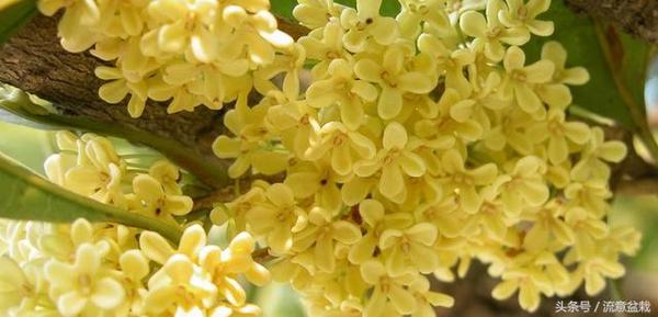 想要桂花香飘满院 也要选对品种才行 看看人家是 新闻频道 手机搜狐