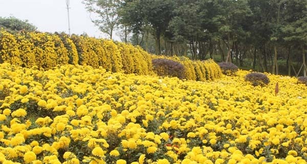 菊科(二:当参观菊花展的时候我们在看什么?上