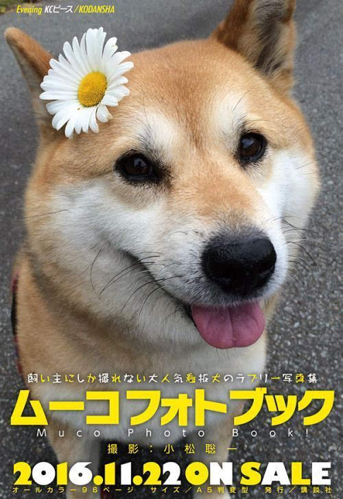 漫画 Lovely Muco 原型看板狗狗首本写真发售 新闻频道 手机搜狐