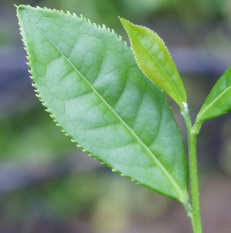 叶子边缘的锯齿尖锐,有点像鹰嘴,一说像蟹爪.