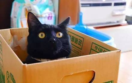 在垃圾桶里捡到两只萌萌哒的小黑猫,结果长大后