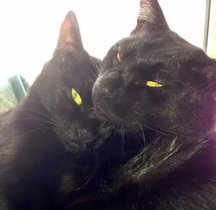 在垃圾桶里捡到两只萌萌哒的小黑猫,结果长大后