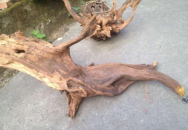 小幸运!一不小心就捡到了柘木陈化树根