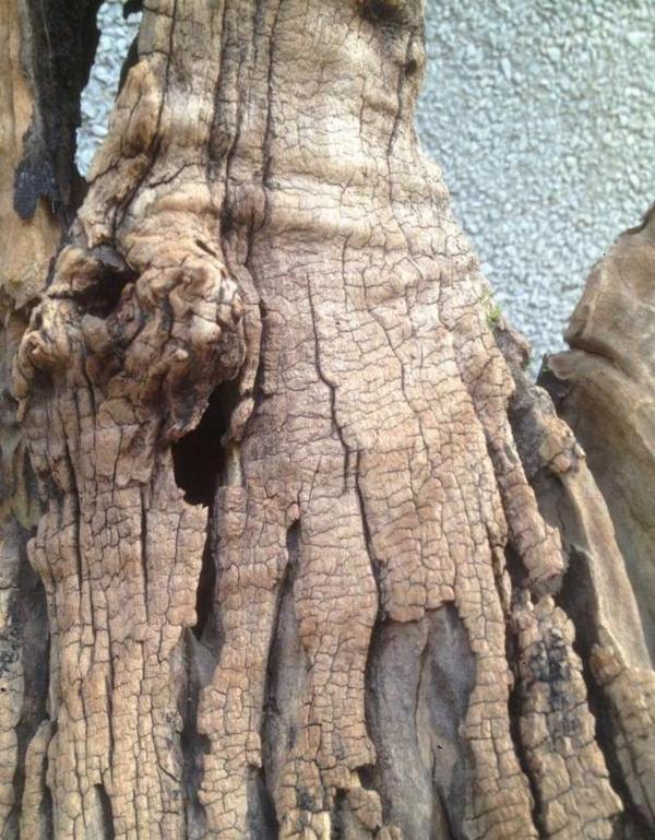 小幸运!一不小心就捡到了柘木陈化树根