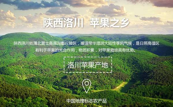 今天去洛川的人都感叹:从来没吃过这么好吃的苹果!why?