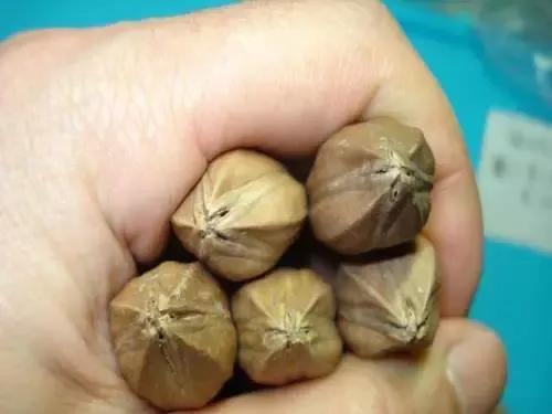 花核 搜狐网