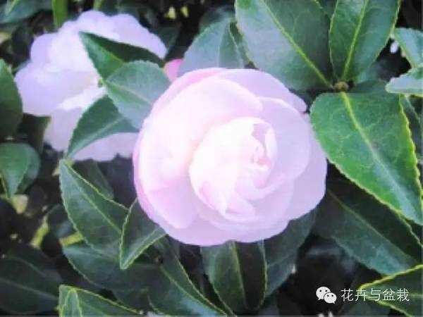 秋冬植物什么时候移到室内 养花新手须知 时尚频道 手机搜狐