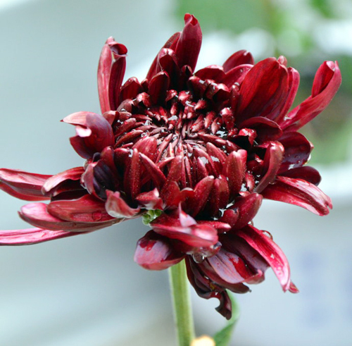 菊科(三):当参观菊花展的时候我们在看什么?下