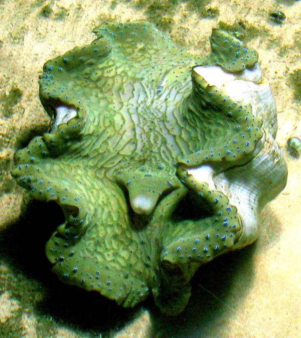 比化石贝高出许多,这是由活体砗磲贝品相相对化石贝更显完美所决定的