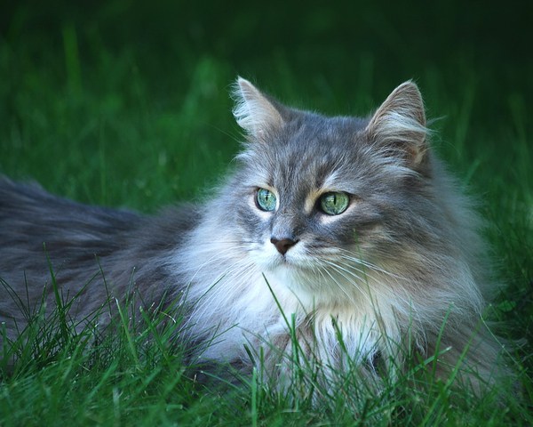 猫猫便血是什么原因 猫咪大便时出血怎么办 新闻频道 手机搜狐