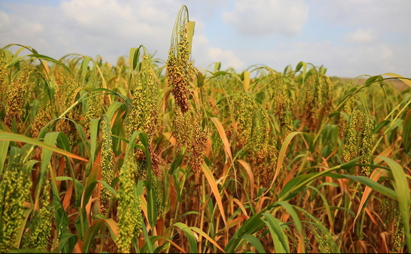 秋收的季节来了,你喜欢那种农作物
