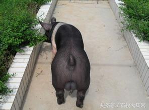 世界体重最大的猪1800斤寿命最长的猪23岁还健在 新闻频道 手机搜狐