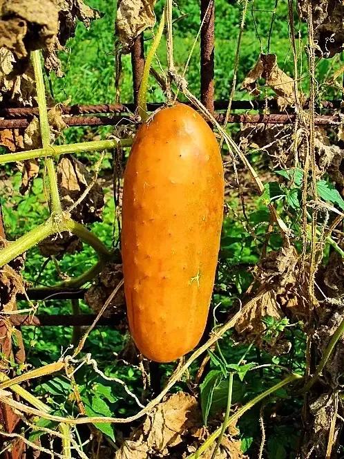 其实不少瓜类蔬菜也是亲戚,有共同的祖先,比如黄瓜,丝瓜,西葫芦,葫芦