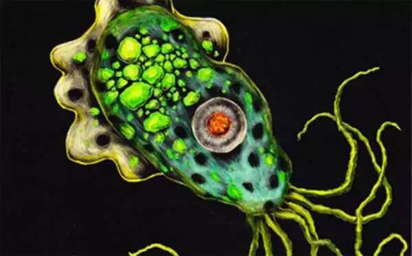 "食脑虫"真的存在吗?别不信,它可能就在你的身边.