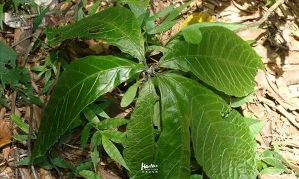 有的能引诱黄狼,有的能引诱陂鹿,有的能引诱山猪等.