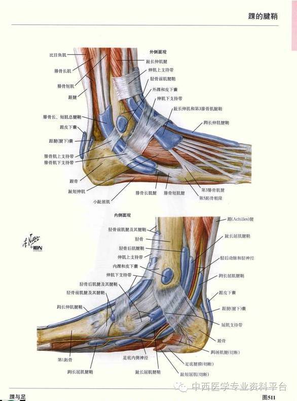 這個下肢解剖圖譜,簡直完美!