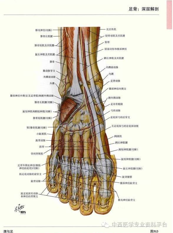 這個下肢解剖圖譜,簡直完美!