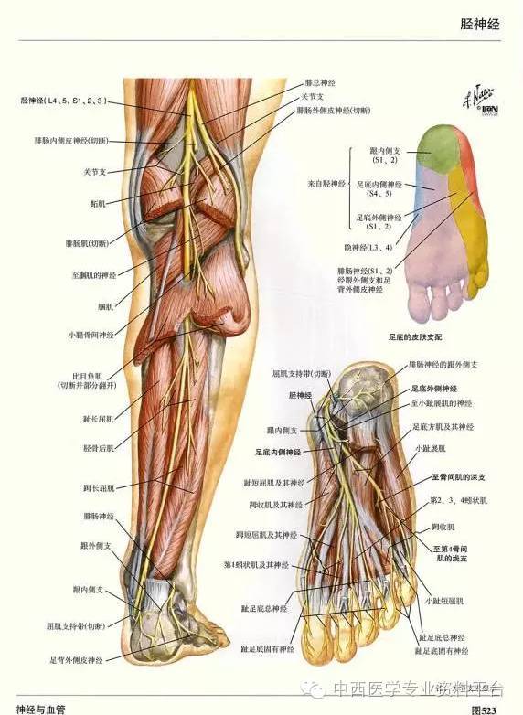 這個下肢解剖圖譜,簡直完美!