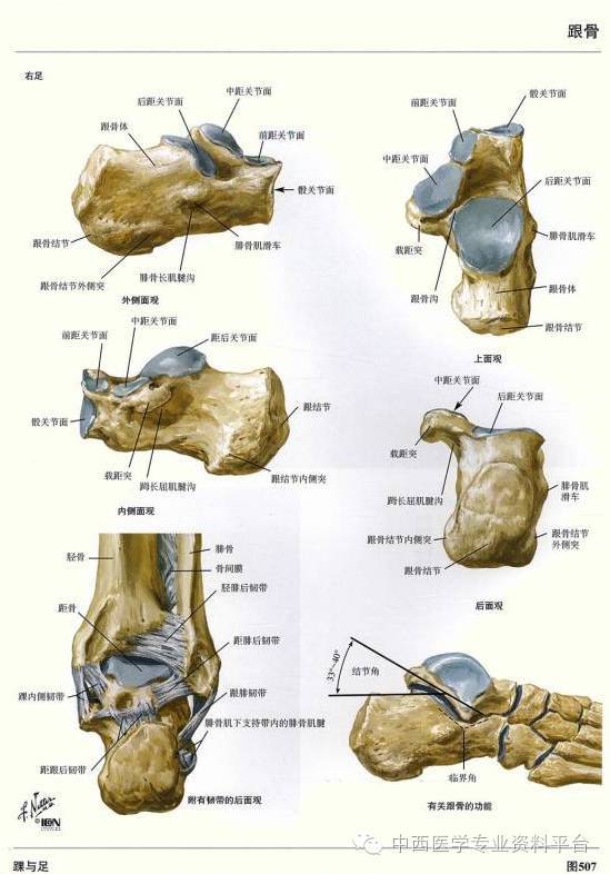 这个下肢解剖图谱,简直完美!